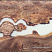 Стол река каповый карагач